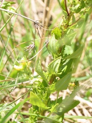 Alectra sessiliflora