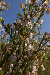 Erica cyathiformis