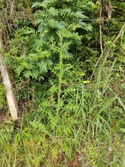 Cirsium