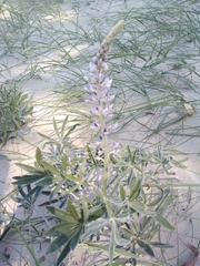 Lupinus albescens