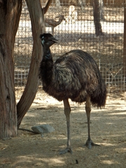 Dromaius novaehollandiae