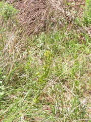 Alectra sessiliflora