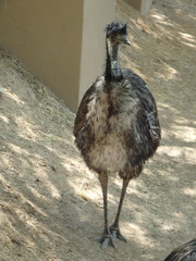 Dromaius novaehollandiae