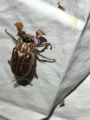 Polyphylla mescalerensis