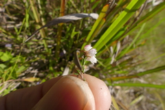 Erica cyathiformis