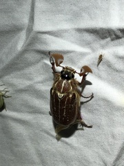 Polyphylla mescalerensis