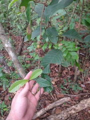 Doliocarpus