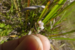 Erica cyathiformis