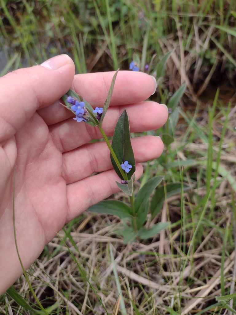 Thaumatocaryon
