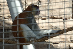 Erythrocebus