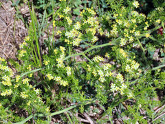 Asparagus multiflorus