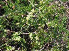 Asparagus multiflorus