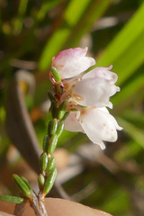 Erica cyathiformis