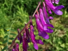 Vicia villosa