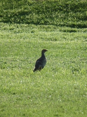Ortygornis pondicerianus