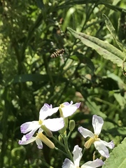 Raphanus sativus raphanistroides