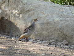 Ortygornis pondicerianus