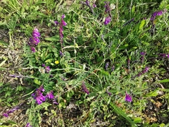 Vicia villosa