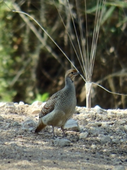 Ortygornis pondicerianus