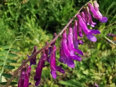 Vicia villosa