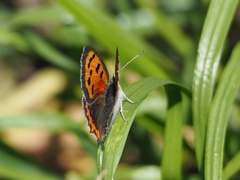 Lycaena phlaeas daimio