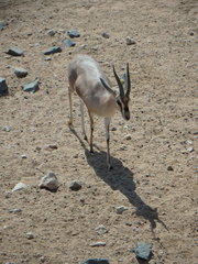 Gazella