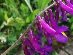 Vicia villosa