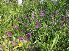 Vicia villosa