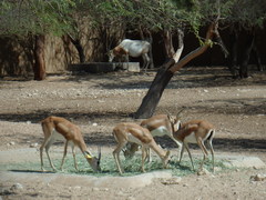 Gazella dorcas