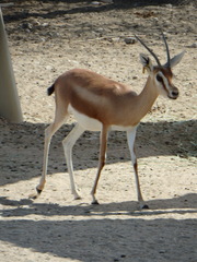 Gazella dorcas