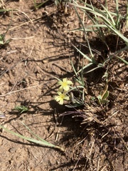 Launaea rarifolia