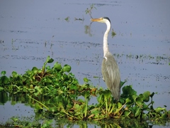 Ardea cinerea