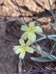 Launaea rarifolia