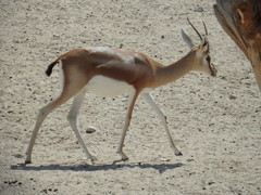 Gazella dorcas