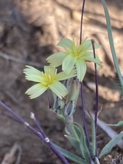 Launaea rarifolia