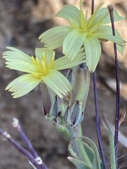 Launaea rarifolia