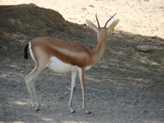 Gazella dorcas