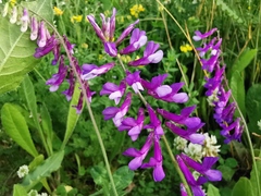 Vicia villosa