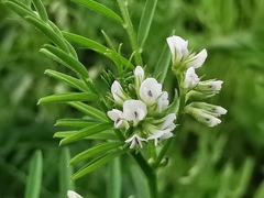 Vicia hirsuta