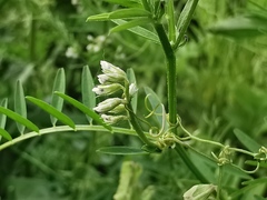 Vicia hirsuta
