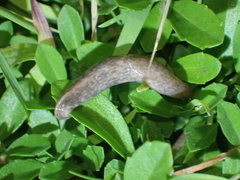 Deroceras reticulatum