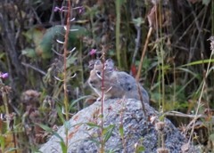 Ochotona macrotis