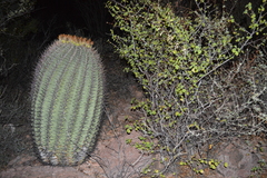 Ferocactus emoryi emoryi