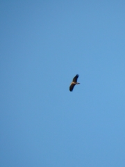 Neophron percnopterus