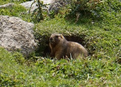 Marmota baibacina