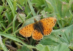 Boloria erubescens