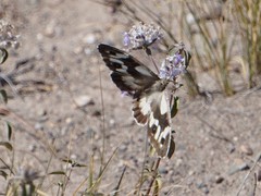 Chazara heydenreichi