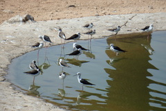 Himantopus himantopus
