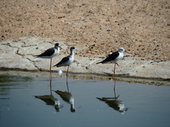 Himantopus himantopus