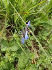 Salvia aliciae